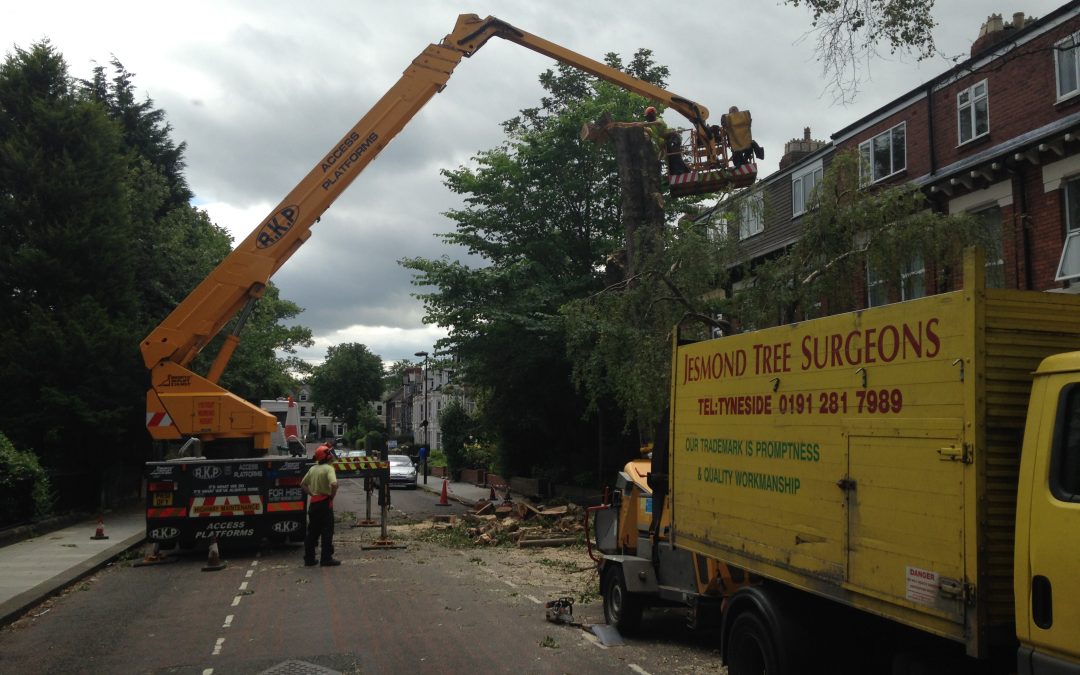 Residential Tree Removal – Newcastle