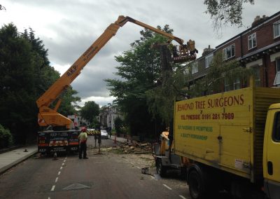 Residential Tree Removal – Newcastle