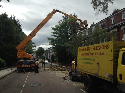 Residential Tree Removal – Newcastle