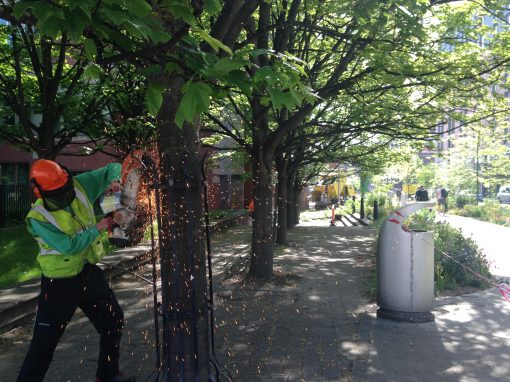 Removal of Row of Maples – Sheffield