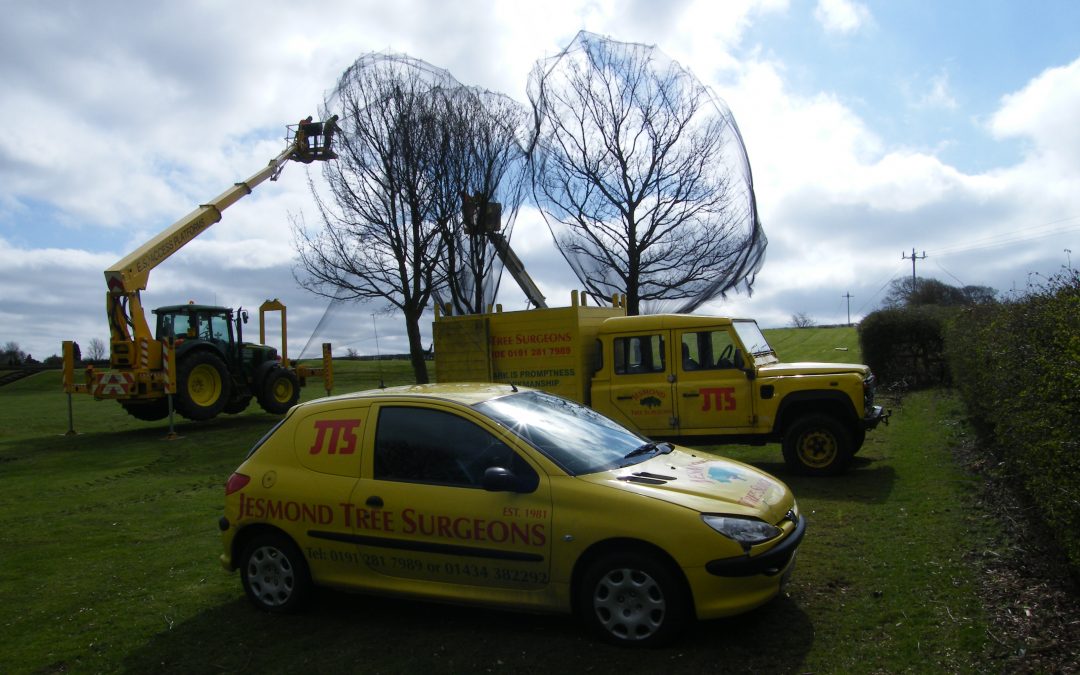 Tree netting – Prudhoe