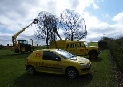 Tree netting – Prudhoe