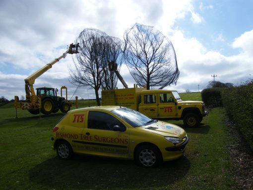 Tree netting – Prudhoe